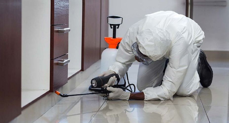 Residential Pest Control Services: Keeping Your Home Safe and Inviting